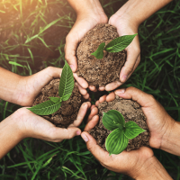 Three people's hands cradle healthy green sprouts in soil
