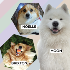 Therapy Dogs img