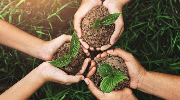 Three people's hands cradle healthy green sprouts in soil