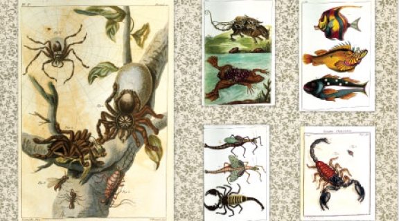 Drawings of spiders, scorpions, and fish