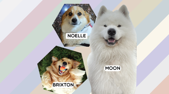Therapy Dogs img